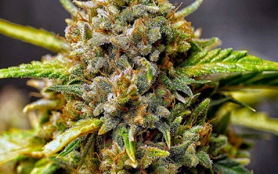 Blog Best Northern Lights strains