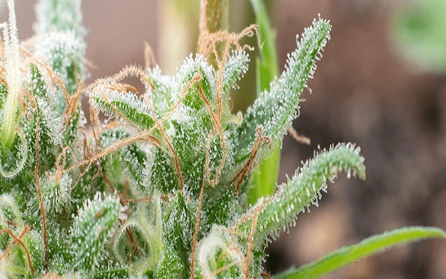 blog-trichomes-ready-for-harvest