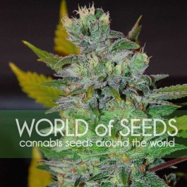 Space 3 seeds