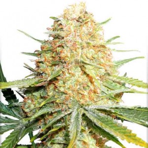Lemon Z - Buy Cannabis Seeds from World of Seeds