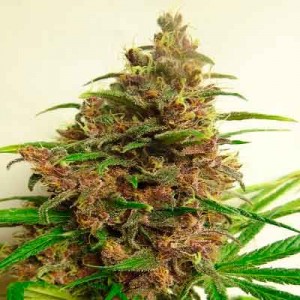 Cultivating cannabis Panama Red plant feminized in rockwool