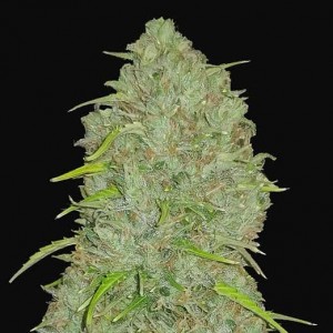 Jack Herer Auto - Buy Cannabis Seeds from World of Seeds