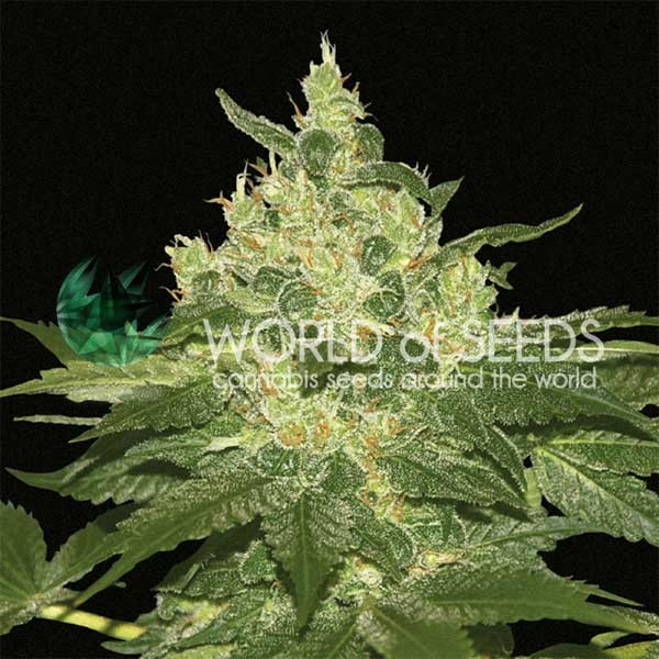 Afghan Kush - WORLDOFSEEDS - Landrace Seeds