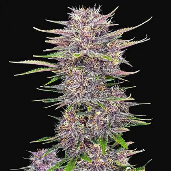 Gorilla Punch Auto, sweeter and more powerful cannabis