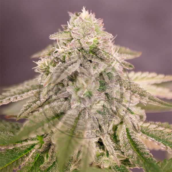 Bay Burger - DELICIOUS SEEDS - FEMINIZED SEEDS