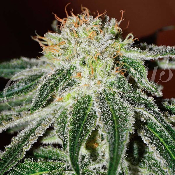 Black russian - DELICIOUS SEEDS - FEMINIZED SEEDS