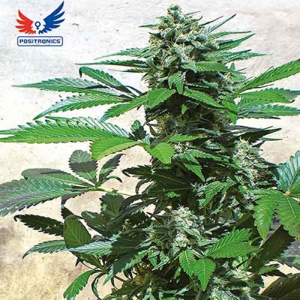 BLUE RHINO - POSITRONICS SEEDS - WORLD OF SEEDS