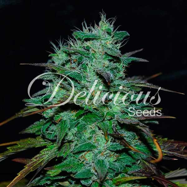 Chocobang - DELICIOUS SEEDS - FEMINIZED SEEDS