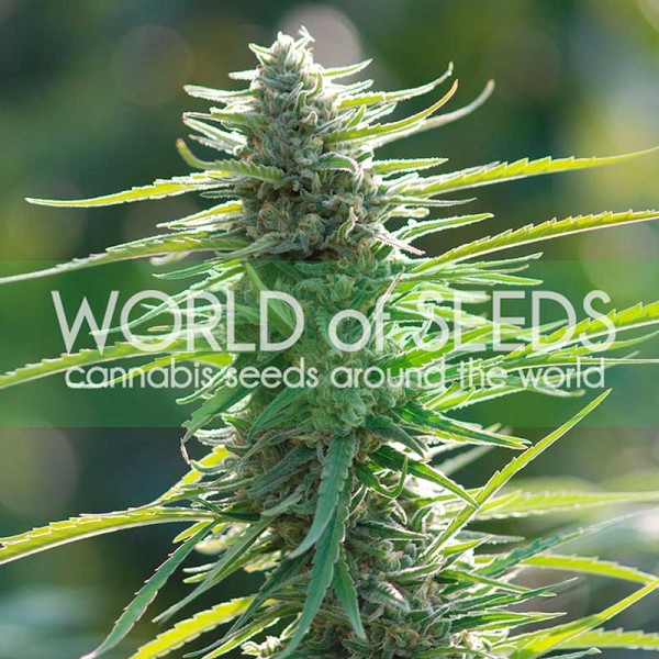 Colombian Gold - WORLDOFSEEDS - Landrace Seeds