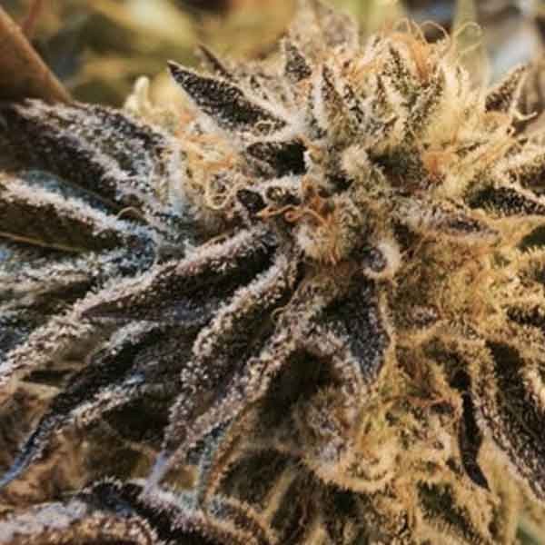Corleone Kush - 6 seeds - The Cali Connection
