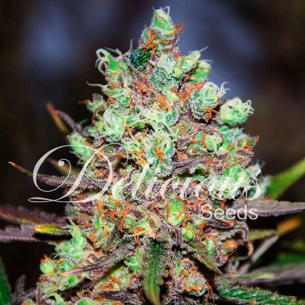 Cotton Candy Kush - DELICIOUS SEEDS - FEMINIZED SEEDS