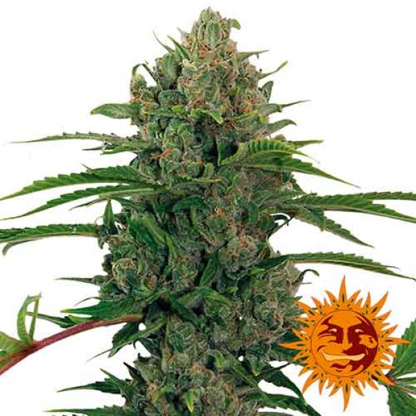 Critical Kush Auto Barney S Farm World Of Seeds