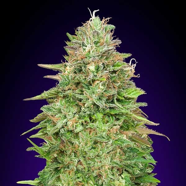 Critical Poison Fast - 5 seeds -  - 