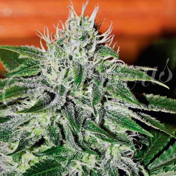 Critical Jack Herer - DELICIOUS SEEDS - FEMINIZED SEEDS