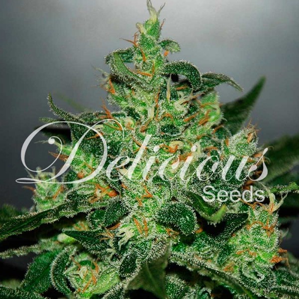 Critical Jack Herer Auto - DELICIOUS SEEDS - AUTOFLOWERING SEEDS