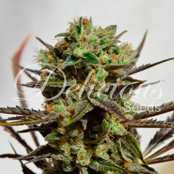 DELICIOUS CANDY - DELICIOUS SEEDS - FEMINIZED SEEDS