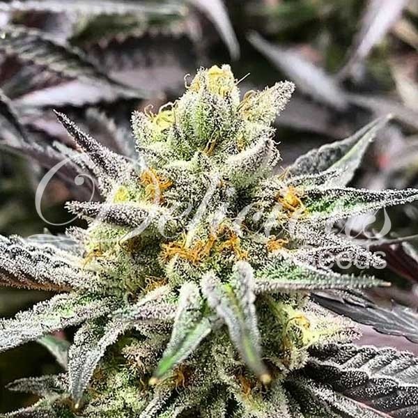 DELICIOUS COOKIES - DELICIOUS SEEDS - FEMINIZED SEEDS