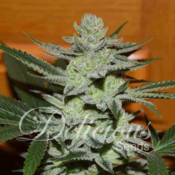 Unknown Kush - DELICIOUS SEEDS - FEMINIZED SEEDS
