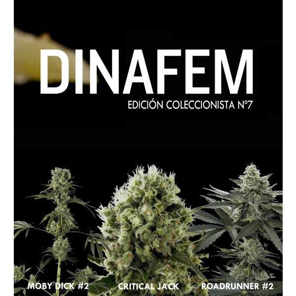 Dinafem collector #7 6 seeds - DINAFEM SEEDS