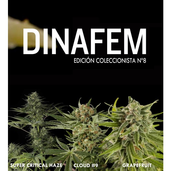 Dinafem collector #8 6 seeds - DINAFEM SEEDS