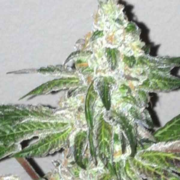 Girl Scout Cookies - 6 seeds - The Cali Connection