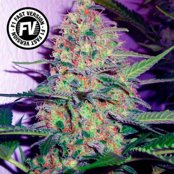 Green Poison Fast Version - SWEET SEEDS