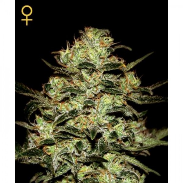MOBY DICK FEM 3 SEEDS (GREENHOUSE) - GREENHOUSE