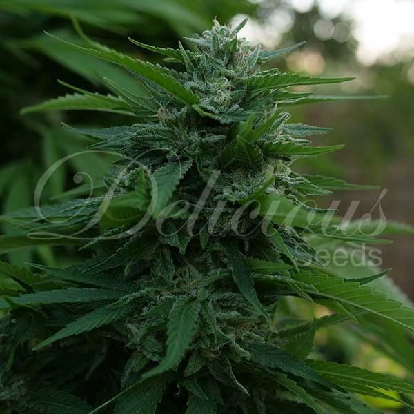 LORD KUSH - DELICIOUS SEEDS - FEMINIZED SEEDS
