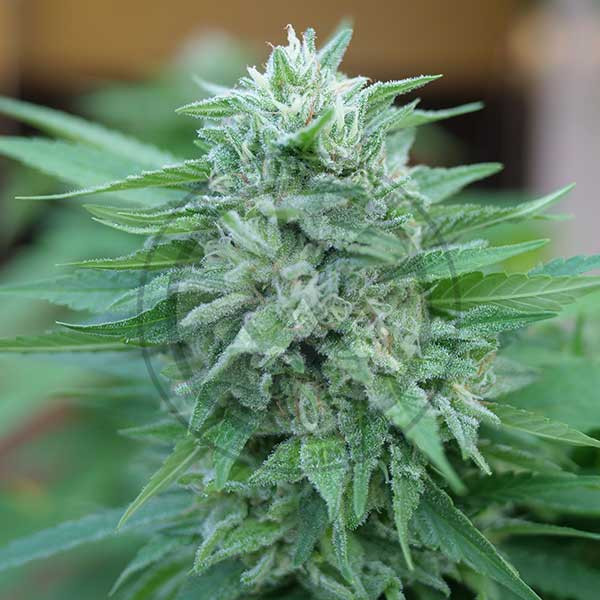 Moby Delicious - DELICIOUS SEEDS - FEMINIZED SEEDS
