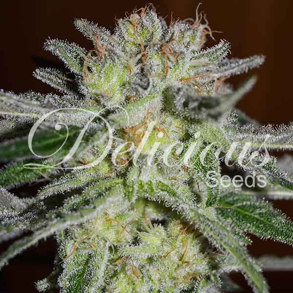 Northern Light Blue - DELICIOUS SEEDS - FEMINIZED SEEDS