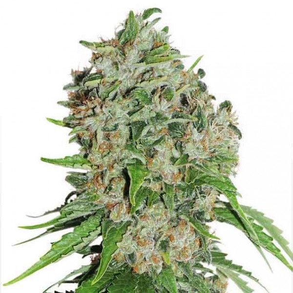 Outlaw - 5 seeds fem (Dutch Passion) - Root Catalog - All Products