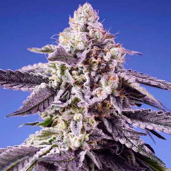 Permanent Jealousy Xl Auto - Buy Cannabis Seeds from World of Seeds
