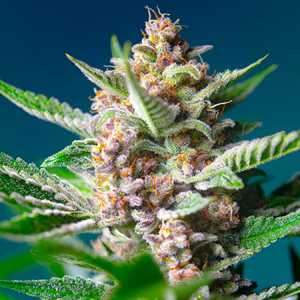 Purple Punch OG Buy Cannabis Seeds from SWEET SEEDS