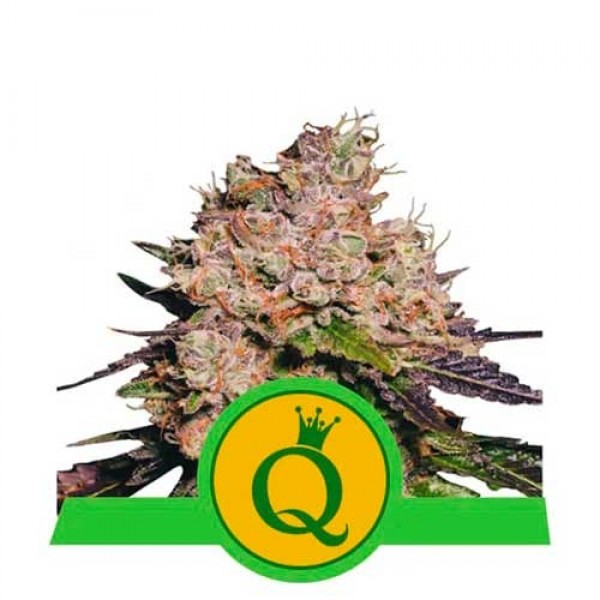Purple Queen Automatic - ROYAL-QUEEN SEEDS
