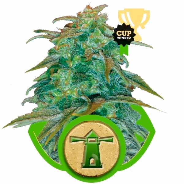 ROYAL HAZE AUTOMATIC - ROYAL-QUEEN SEEDS