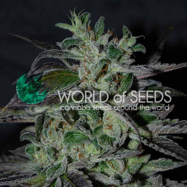 Strawberry Blue Early Version - WORLDOFSEEDS