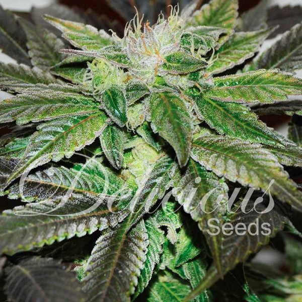 Sugar Candy - DELICIOUS SEEDS - FEMINIZED SEEDS
