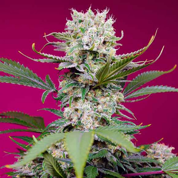 Sweet Mandarine Zkittlez Xl Auto - Buy Cannabis Seeds from World