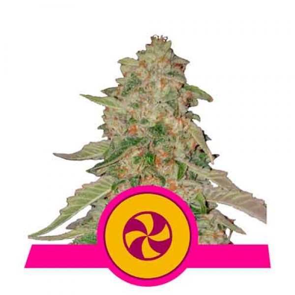 Sweet Zz - Buy Cannabis Seeds from World of Seeds
