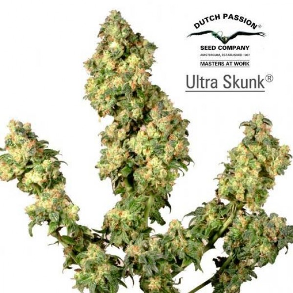 Ultra Skunk - 3 seeds fem (Dutch Passion) - Root Catalog - All Products