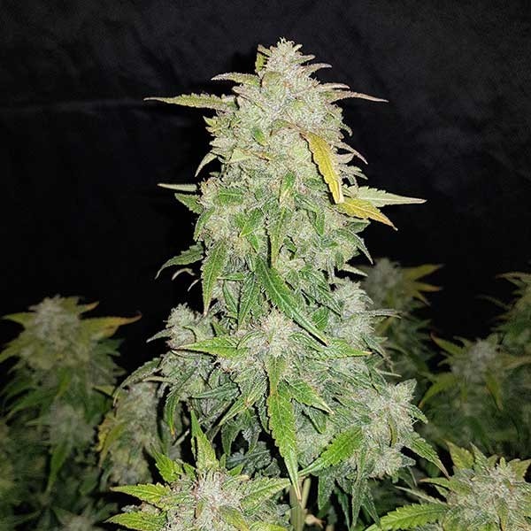 Amnesia Haze Auto Buy Cannabis Seeds from FastBuds