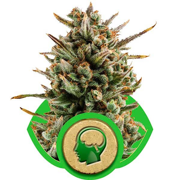 Amnesia Haze Automatic - Buy Cannabis Seeds from World of Seeds