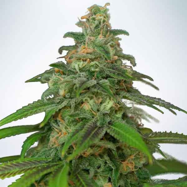 Auto Mandarin Haze - Buy Cannabis Seeds from World of Seeds