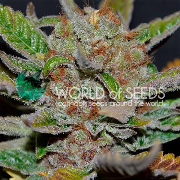 Buy Death Bubba Strain for $88 🍃 Buy Online Weed Now