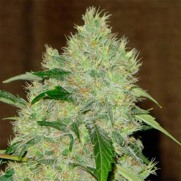 Sale of 00 Seeds Bank Bubble Gum Fast