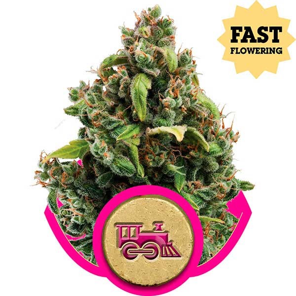 Candy Kush Express (Fast Flowering) Buy Cannabis Seeds from ROYAL
