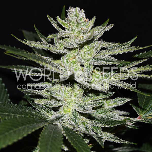 Buy Cannabis Seeds Chocolate Thai OG Sativa Feminized