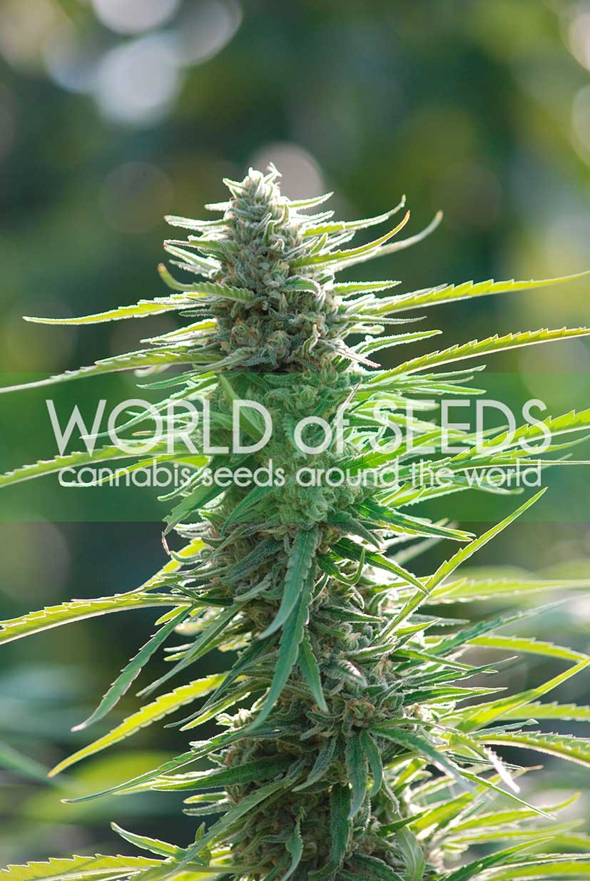 Colombian Gold - Buy Cannabis Seeds from WORLDOFSEEDS