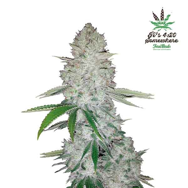 Gorilla Glue 4 Autoflower Seeds - Everything 420