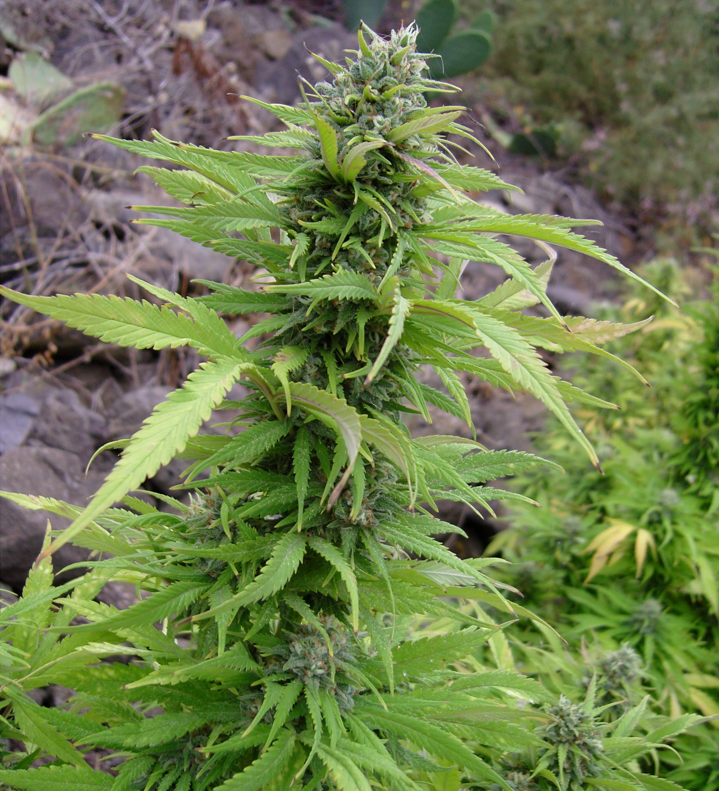 HASH PLANT 10 seeds VULKANIA SEEDS WORLD OF SEEDS